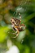 European garden spider with prey on a web