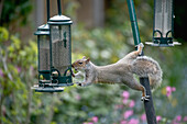 Grey squirrel on bird feeders