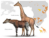 Giraffes, illustration