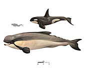 Extinct sperm whales, illustration