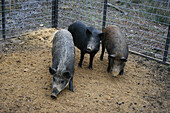 Feral swine, USA