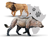 Simbakubwa kutokaafrika compared to modern lion, illustration
