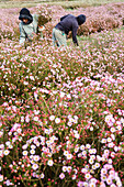 Geraldton wax (Chamelaucium uncinatum) flowers being harvested