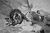 Lion hunting in South Africa, illustration