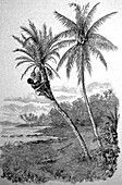 Harvest of coconut palms and date palms, illustration