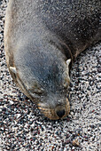 Galapagos sea lion on resting