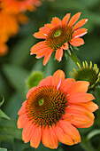 Coneflowers (Echinacea sp. 'Sombrero Flamenco Orange')