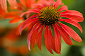 Coneflowers (Echinacea sp. 'Tomato Soup')