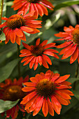 Coneflowers (Echinacea sp. 'Sombrero Sangrita')