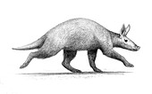Prehistoric Leptorycteropus aardvark, illustration