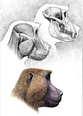 Theropithecus old world monkey head anatomy, illustration