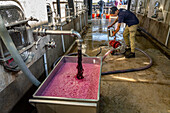 Wine being drained and pumped back into vat