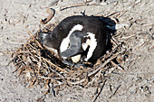 African penguin protecting egg