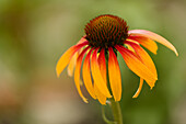 Coneflower (Echinacea sp. 'Fiery Meadow Mama') blooming