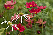 Coneflower 'Hula Dancer' and cosmos flowers