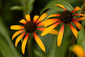 Coneflowers (Echinacea sp. 'Fiery Meadow Mama')