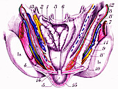 Ejaculatory system, illustration