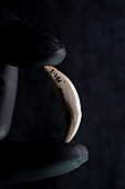 Prehistoric Iberian lynx canine tooth