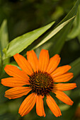 Coneflower (Echinacea sp. 'Kismet Intense Orange')