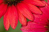 Coneflowers (Echinacea sp. 'Sombrero Tres Amigos')