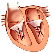 Interventricular valves, illustration