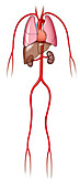 Arterial anatomy, illustration