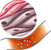 Cardiac enzymes, illustration