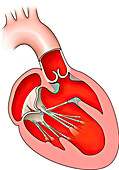Heart anatomy, front, illustration