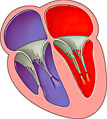 Open mitral and tricuspid valves, illustration