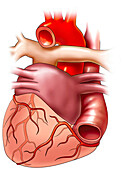 Posterior view of heart, illustration