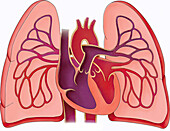 Cardiopulmonary circulation, illustration