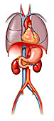 Major organs with bypass grafts, illustration