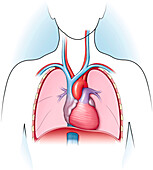 Heart and lungs, illustration