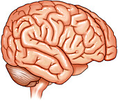 Lateral view of brain, illustration