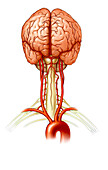 Brain and cervical nerves, illustration
