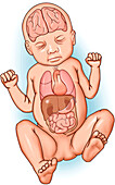 Newborn showing major organs, illustration