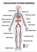 Circulatory system overview, illustration