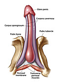 Erectile structures of penis, illustration