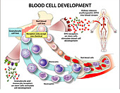 Blood cell development, illustration