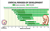 Critical periods of development, illustration