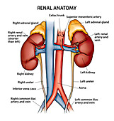 Renal anatomy, illustration