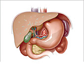 Upper abdominal anatomy, illustration