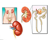 Urinary system, illustration