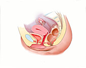 Female pelvis, illustration