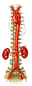 Aorta and its branches, illustration