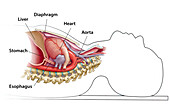 Anatomy in supine position, illustration