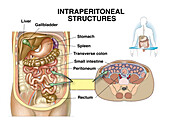 Intraperitoneal structures, illustration