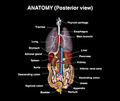 Anatomy, illustration