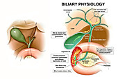 Biliary physiology, illustration