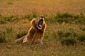 African lion sitting and roaring